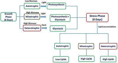 Quantum Yield and Fatty Acid Profile Variations With Nutritional Mode During Microalgae Cultivation